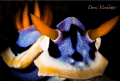 Bullheadnudi