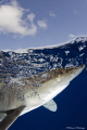 Oceanic portrait - CAT Island Bahamas