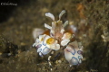 Arlequin shrimp
Canon 60d
Macro Canon 100mm
2x Inon z240