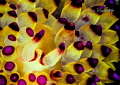 nudi impression