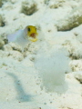 This yellowhead jawfish set his mouthful of eggs aside while tending to some house cleaning.