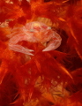 little crab