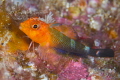 curius Litle fish, Isla Coco Costa Rica
