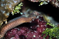 Small Moral Eel on the move in a rock