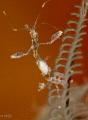 Skeleton shrimp with eggs.