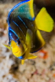 Angel in movement, Isla Lobos Mexico