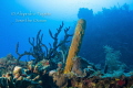 Corals in Wreck, Gardens of the Queen Cuba