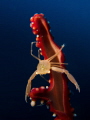 little crab , hold on !
