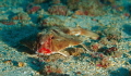 Red Lipped Batfish. Dive guide didn't want us to get closer than three feet with strobes. This photo is cropped.