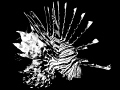 Lion fish converted to black & white in Lightroom