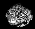 Puffer fish converted to black & white in Lighgtroom.
Lankayan, Borneo