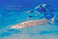 Barracuda  and Diver, Cozumel Mexico