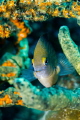 Damisela entre esponjas, San Pedro Belize