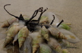 A funeral feast - whelks feeding on a dead insect.  Walking along the beach I came across this macabre scene.  Only managed to get in a couple of shots before a wave washed it all away.