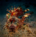 rhino scorpion fish