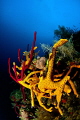 Sponges