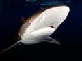 Silky shark