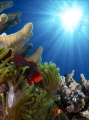 Clownfishes in sun rays