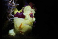 little ........yellow