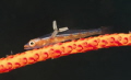 a whip coral Goby with parasite , taken in Lembeh Sulawesi