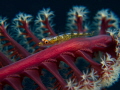 small blennie on a seapen