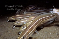 Cat Fish Group, Sharm il Sheik Egypt