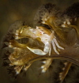 baby porcelain crab fishing from the top of a sea pen