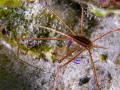 arrow crab