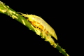 Green on Yellow  HUG