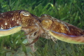 Mating broadclub cuttlefish.