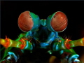 This mantis shrimp portrait I've taken in indonesian waters.

Have fun watching (-:

