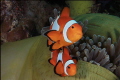 nemo+nemo