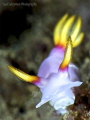 Hypselodoris Bullockii