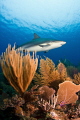 Reef skape Reef skape
