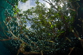 Mangrove forest Mangrove forest