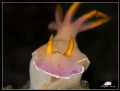 Hypselodoris bullocki
Canon Powershot S100 2 x Sea Sea YS 01 no diopter
ISO 80 f/8 1/640 Hypselodoris bullocki
Canon Powershot S100 2 x Sea Sea YS 01 no diopter
ISO 80 f/8 1/640