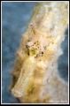 Portrait of a Seahorse Portrait of a Seahorse