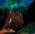 black frog fish black frog fish