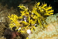 A rhinopia in Ambon. A rhinopia in Ambon.