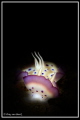 Chromodoris kunei Chromodoris kunei
