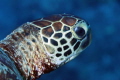 Green Turtle 100 mm macro with 1.4 teleconverter Green Turtle 100 mm macro with 1.4 teleconverter
