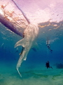 Whaleshark in Oslob. The feeding is controversial the experience being in the water with the giants is however unique. Whaleshark in Oslob. The feeding is controversial the experience being in the water with the giants is however unique.