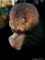 Moray. Moray.