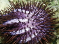 Acanthaster planci
crown of thorns starfish Acanthaster planci
crown of thorns starfish
