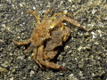 a pair of crabs a pair of crabs