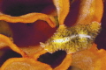 Carpet Flat Worm Carpet Flat Worm