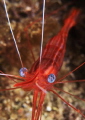 Occhi di cristallo Occhi di cristallo