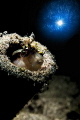 Blenny under the light. Blenny under the light.