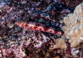 Capricorn Lizardfish Capricorn Lizardfish