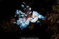 Harlequin Crab by snoot. Harlequin Crab by snoot.